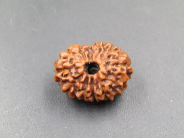 12 Mukhi Rudraksha