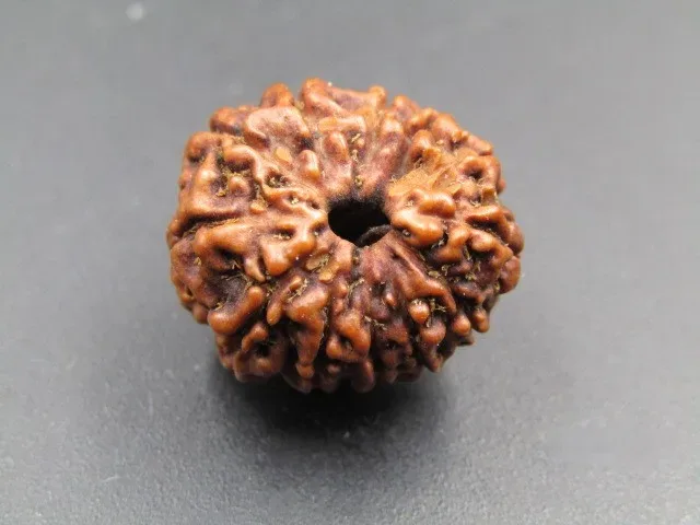 12 Mukhi Rudraksha