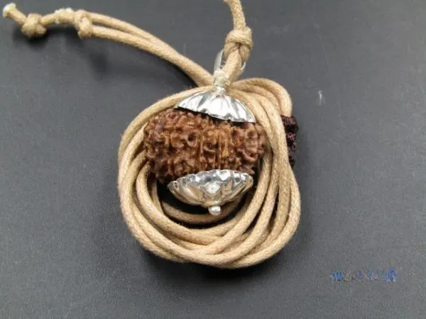 12 Mukhi Rudraksha