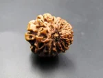 12 Mukhi Certificate