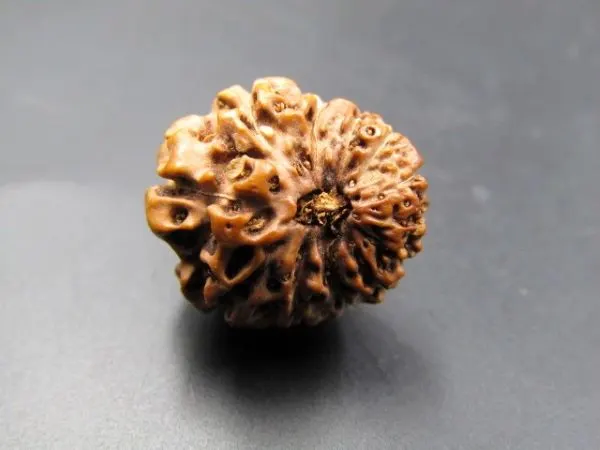 12 Mukhi Certificate