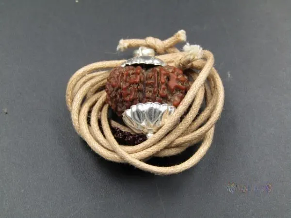 12 Mukhi Rudraksha