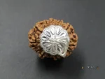 12 Mukhi Rudraksha