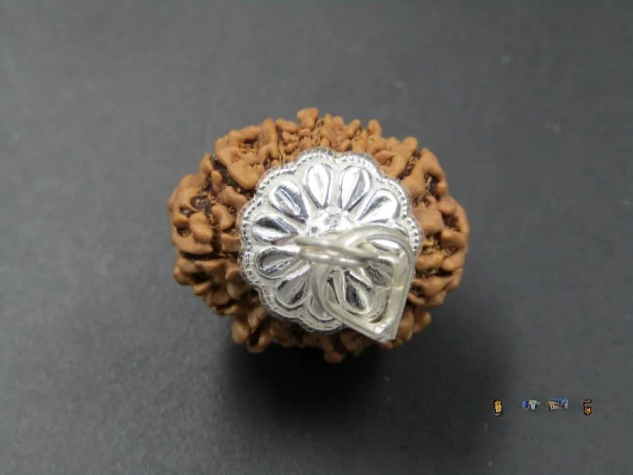 12 Mukhi Rudraksha