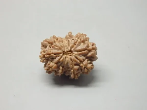 12 Mukhi Rudraksha