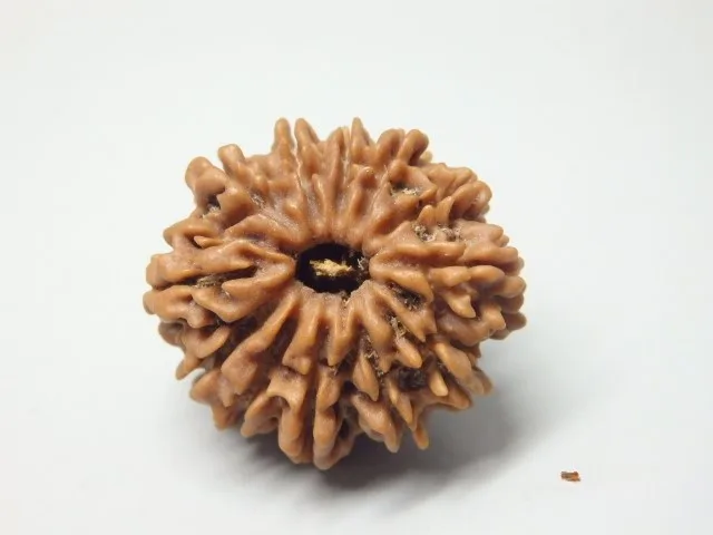 12 Mukhi Rudraksha