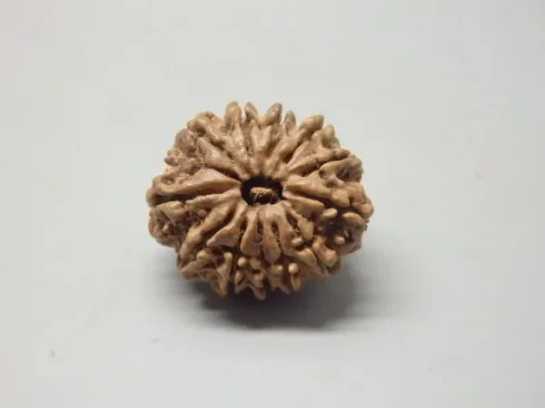 12 Mukhi Rudraksha