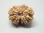 12 Mukhi Rudraksha