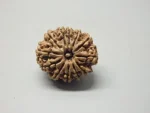 12 Mukhi Rudraksha