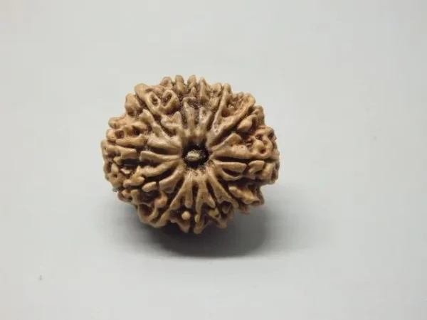 12 Mukhi Rudraksha