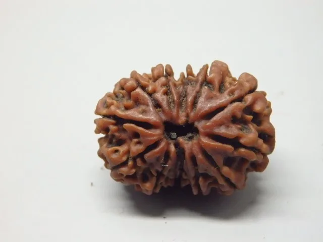 12 Mukhi Rudraksha