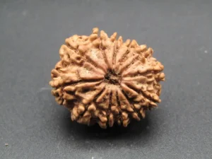 12 Mukhi Rudraksha
