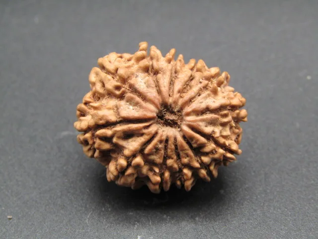 12 Mukhi Rudraksha