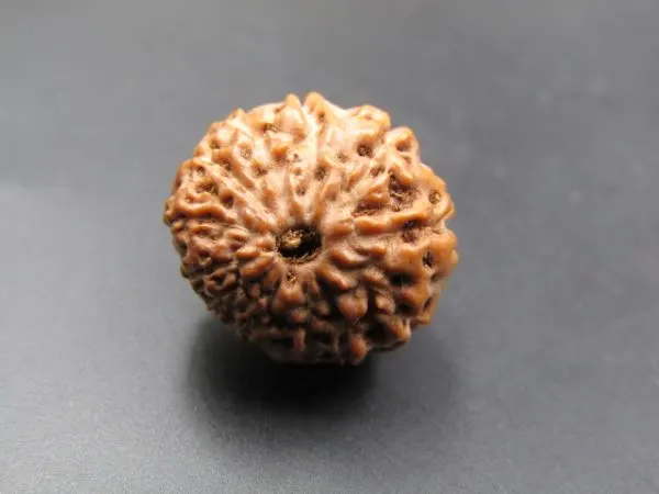 12 Mukhi Rudraksha