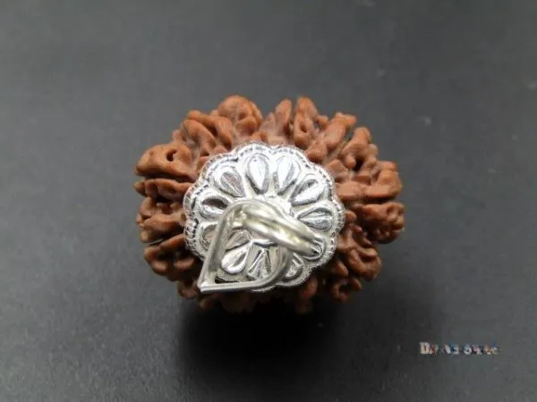 12 Mukhi Rudraksha