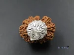 12 Mukhi Rudraksha
