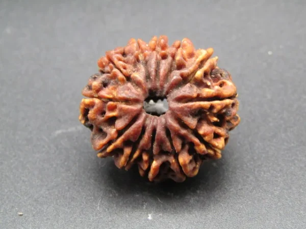 12 Mukhi Rudraksha