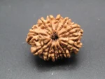 12 Mukhi Rudraksha