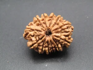 12 Mukhi Rudraksha