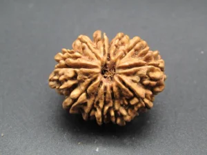 12 Mukhi Rudraksha