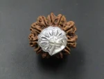 12 Mukhi lab Rudraksha