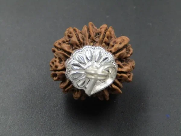 12 Mukhi lab Rudraksha
