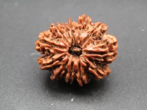 12 Mukhi Rudraksha