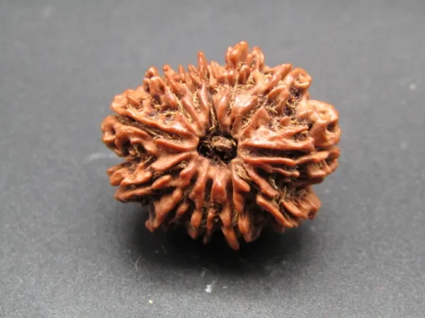 12 Mukhi Rudraksha