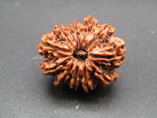 12 Mukhi Rudraksha