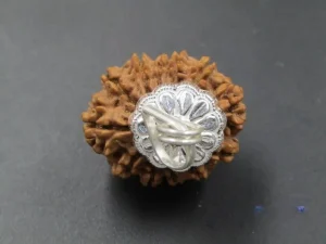 12 Mukhi Rudraksha