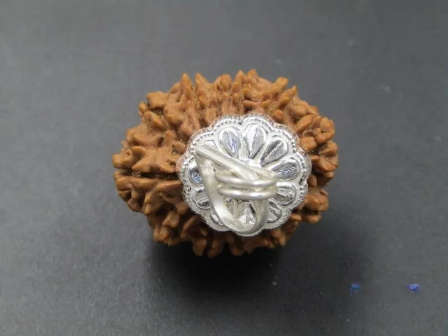 12 Mukhi Rudraksha