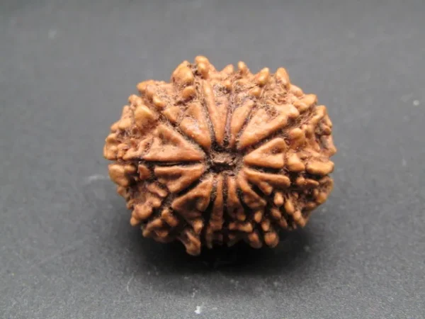 12 Mukhi Rudraksha