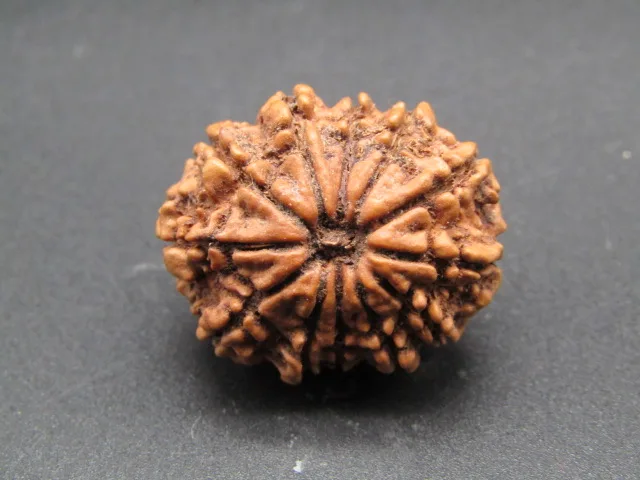 12 Mukhi Rudraksha