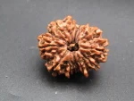 12 Mukhi Rudraksha