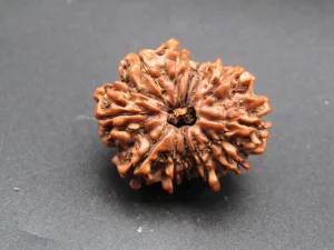 12 Mukhi Rudraksha
