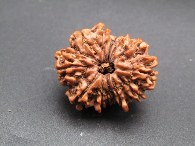 12 Mukhi Rudraksha