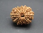 12 Mukhi Rudraksha