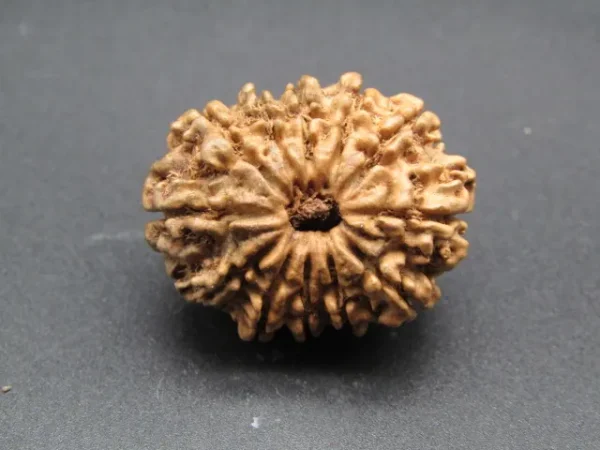 12 Mukhi Rudraksha