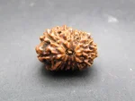 12 Mukhi Rudraksha