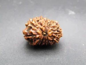12 Mukhi Rudraksha