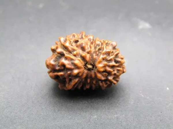 12 Mukhi Rudraksha