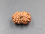 12 Mukhi Rudraksha
