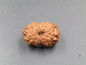 12 Mukhi Rudraksha