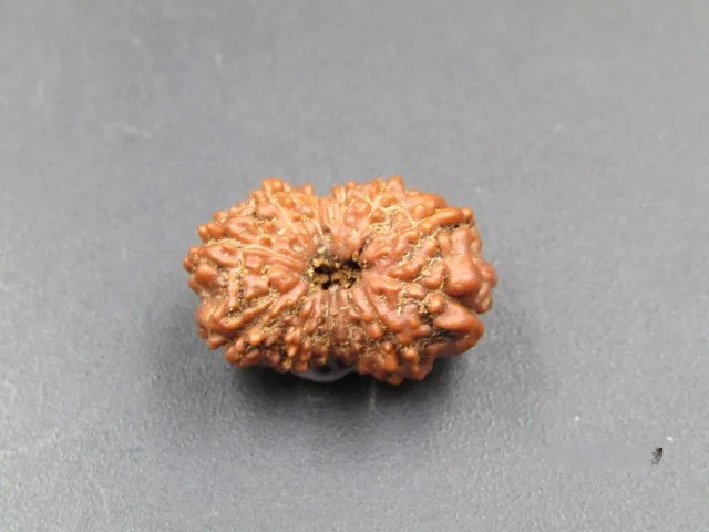 12 Mukhi Rudraksha