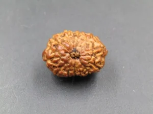 12 Mukhi Rudraksha