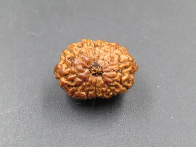 12 Mukhi Rudraksha
