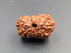 12 Mukhi Rudraksha