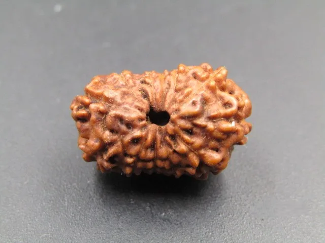 12 Mukhi Rudraksha