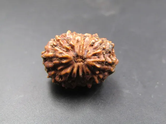 12 Mukhi Rudraksha