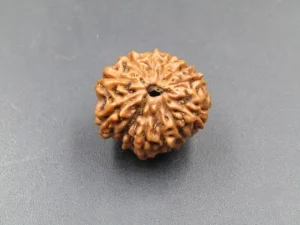 12 Mukhi Rudraksha